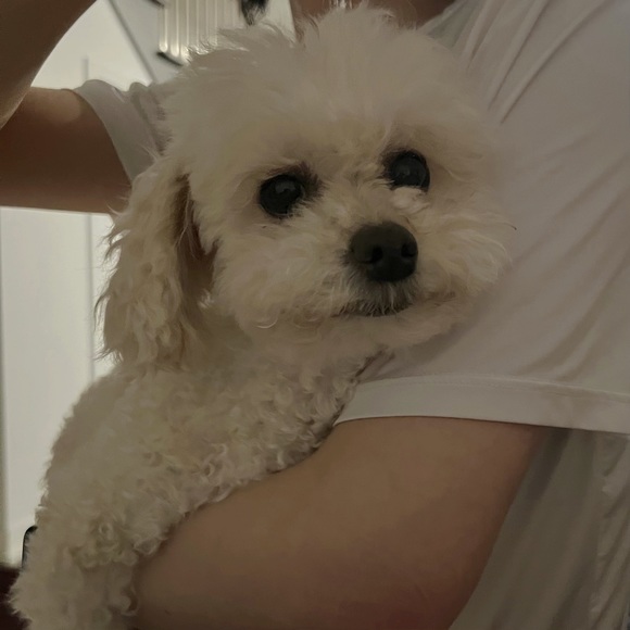 Meet your Posher, Pei - Picture 1 of 1